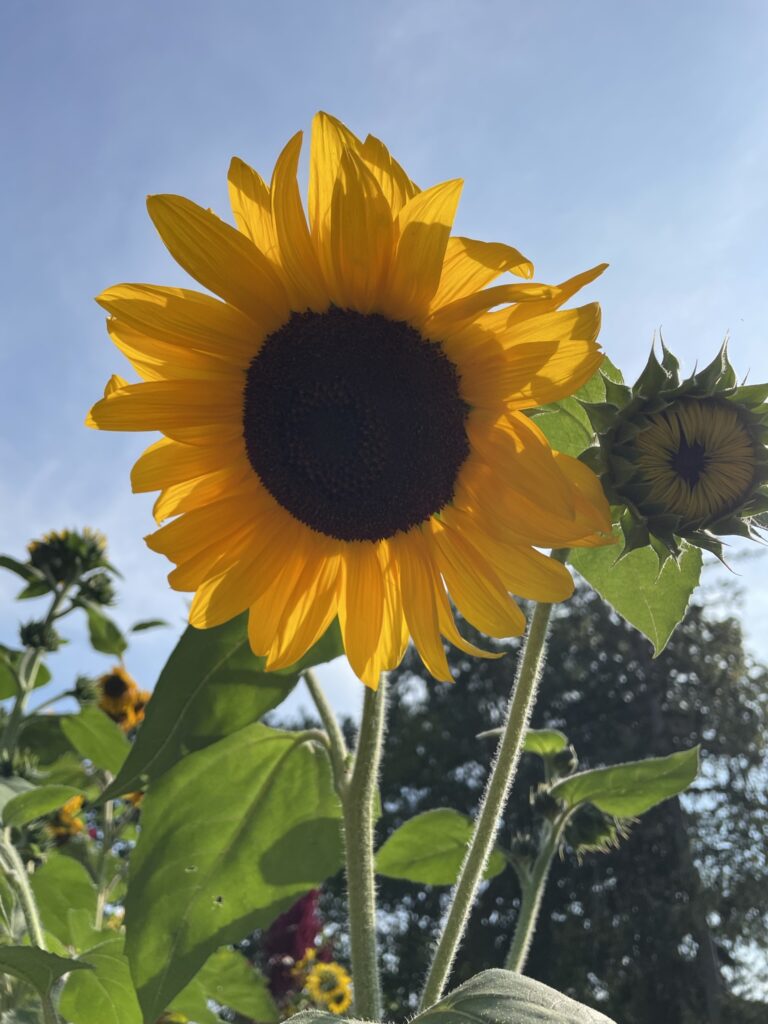 Sunflower