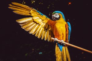 Parrot with wing extended